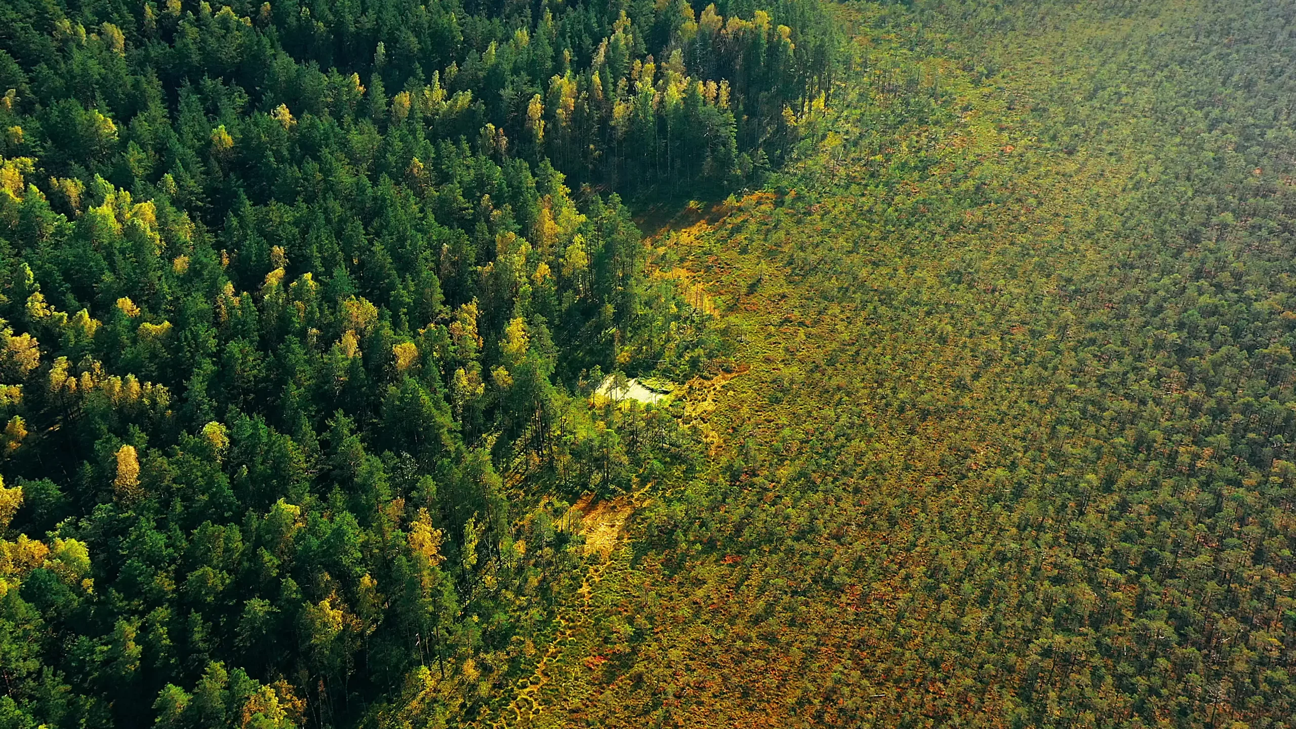 Who we are – tree 3